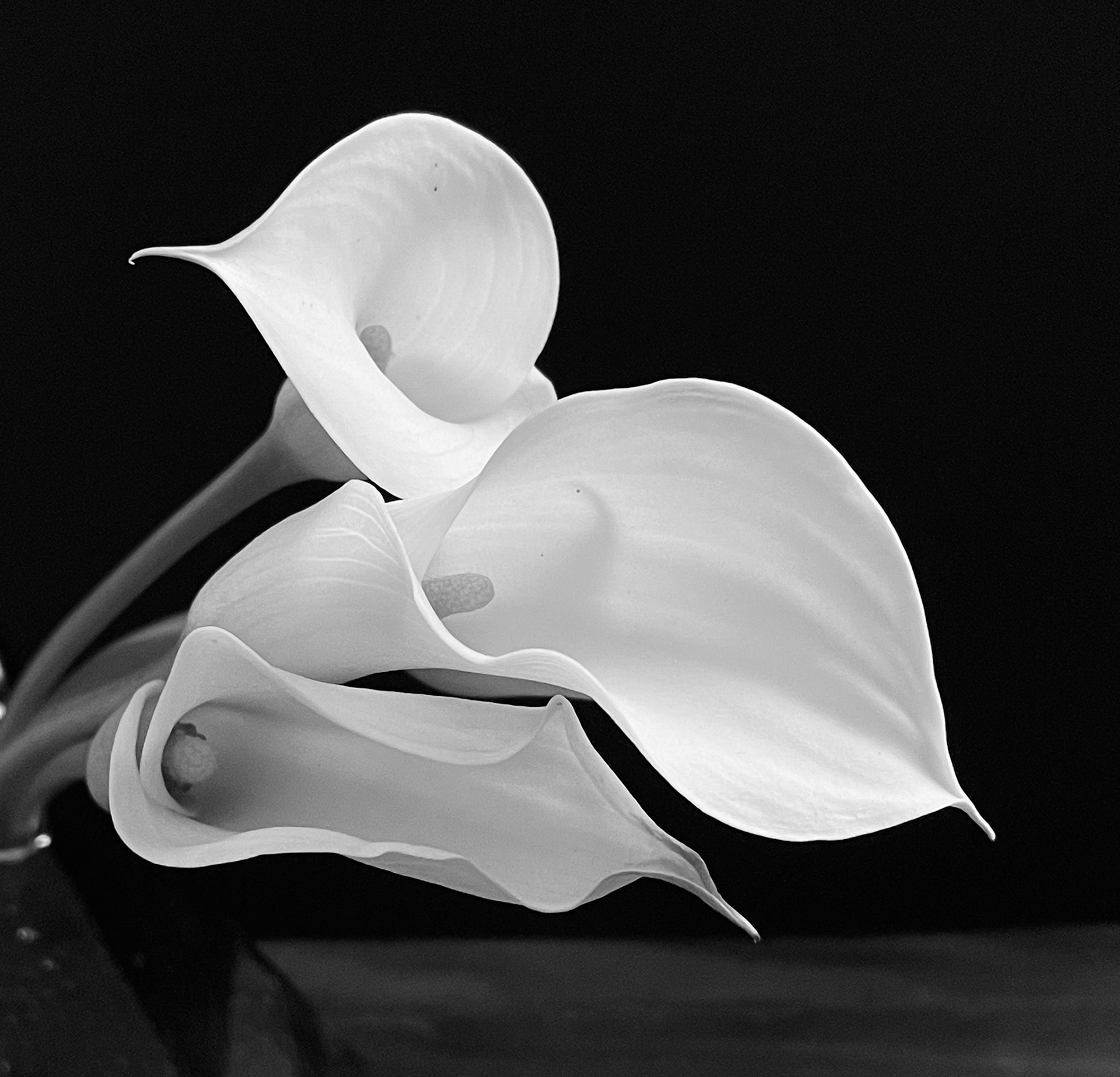 whit callas dark background close up